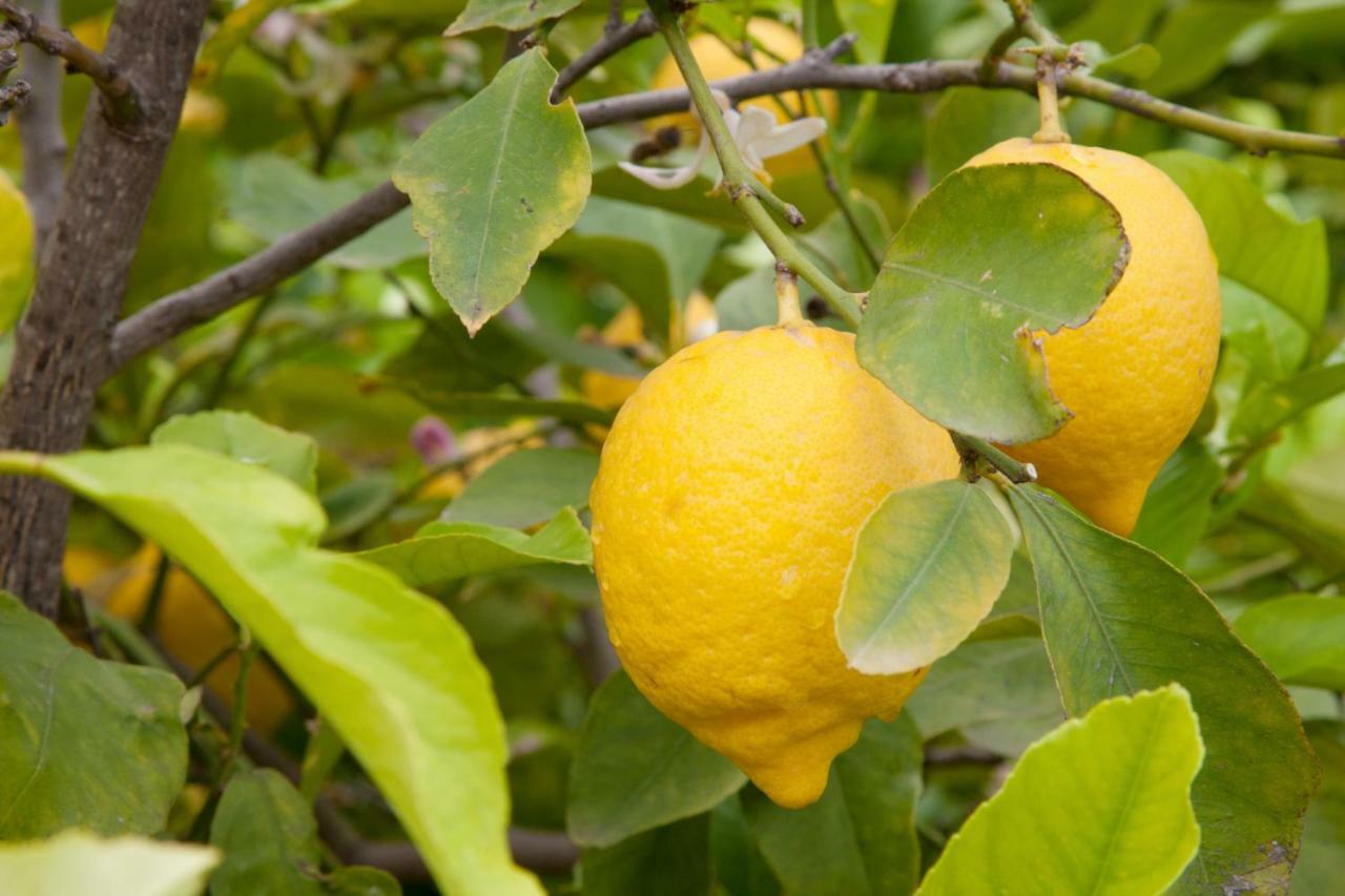 스칼레아 The Lemon Tree House 아파트 외부 사진